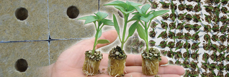 Servicios Especializados