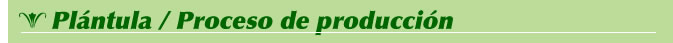 Pl&aacute;ntula = Proceso de producci&oacute;n